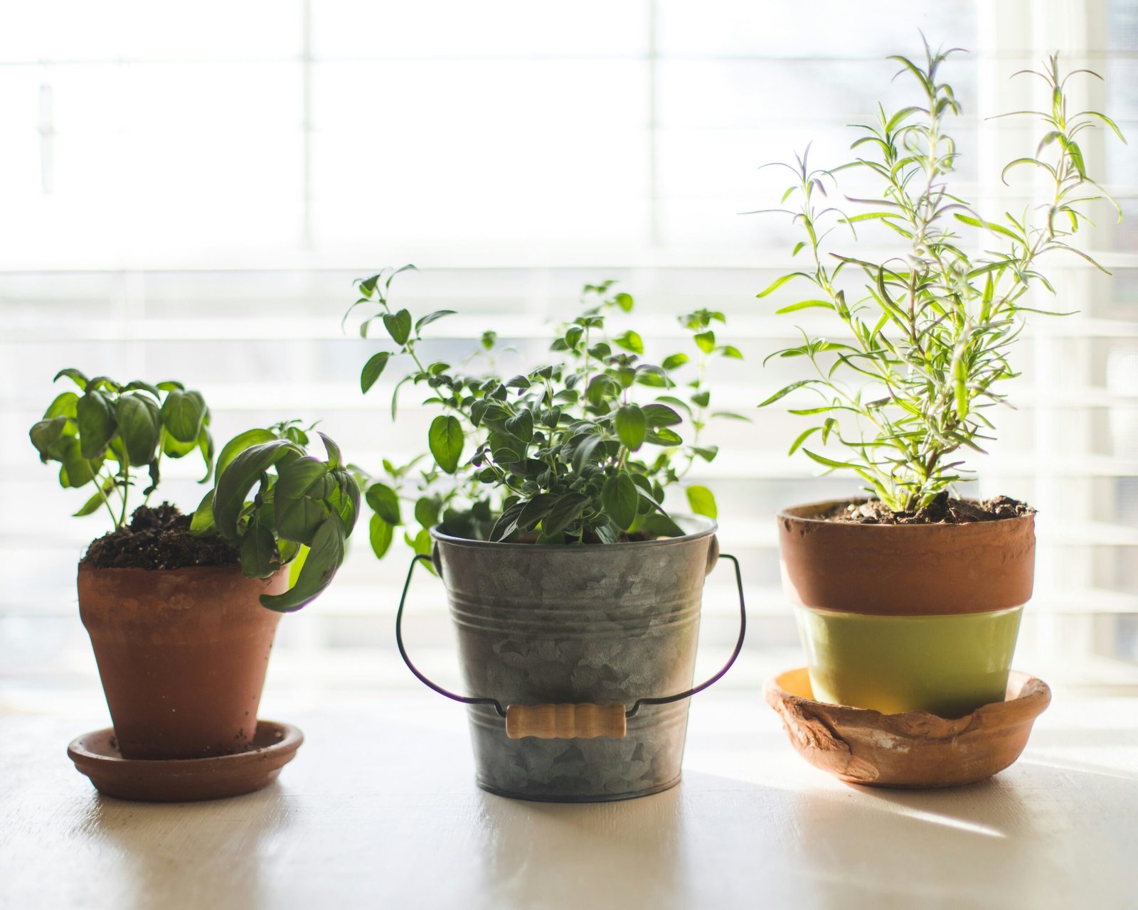 Fresh green herbs growing in a compact home indoor garden