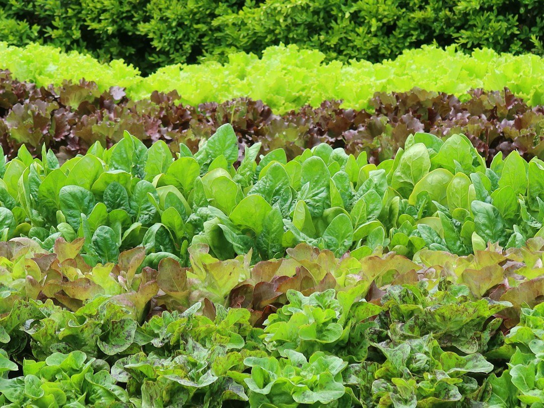 Green plants and vegetables in a controlled growing environment
