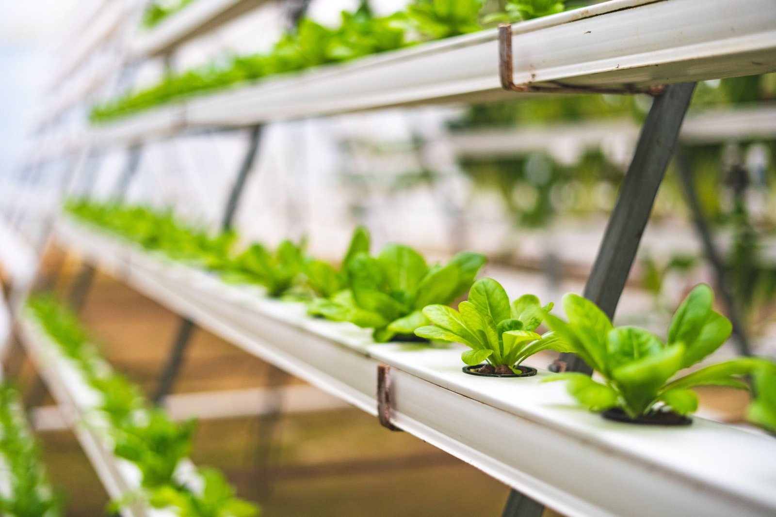 Lettuce growing in a hydroponic NFT system