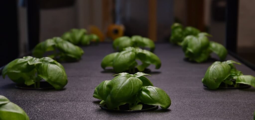 Compact hydroponic growing system with rows of leafy green plants