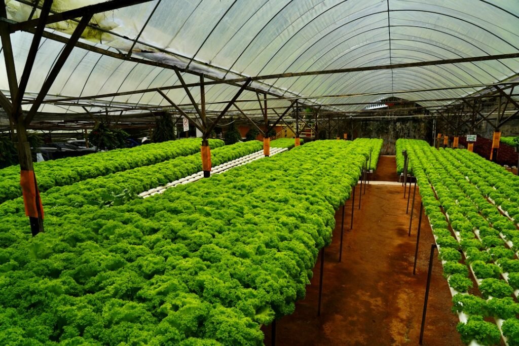 Hydroponic growing system with equipment and leafy green plants