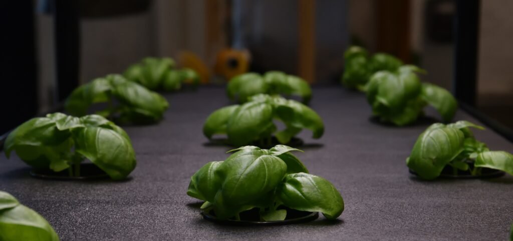 Leafy crops growing in a hydroponic greenhouse for a comparison of growing methods