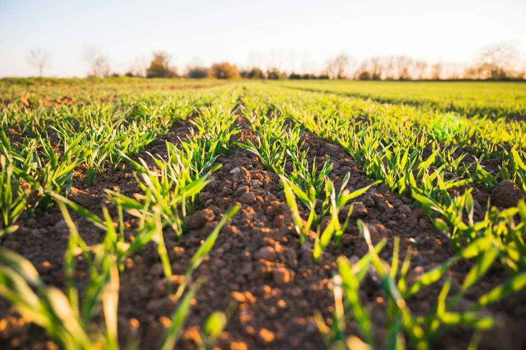 Traditional soil-based crop field representing conventional farming